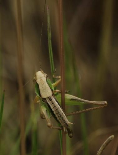Réf. 203 233 : Platycleis albopunctata
